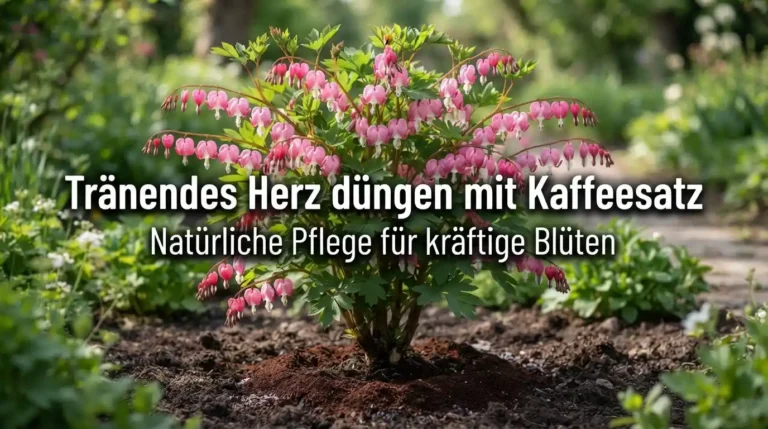 Tränendes Herz düngen mit Kaffeesatz