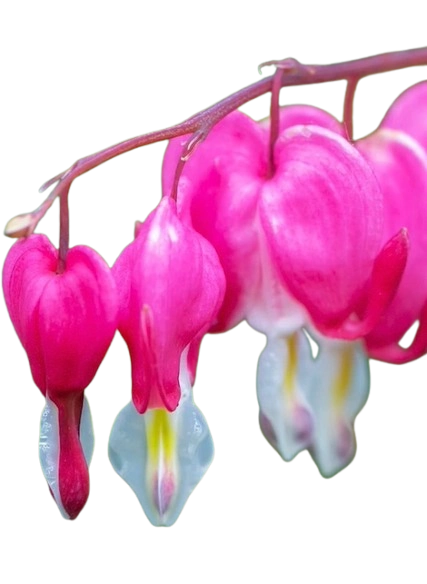 Tränendes Herz - Pflege, Standort, Pflanzung, Blüte und Tipps