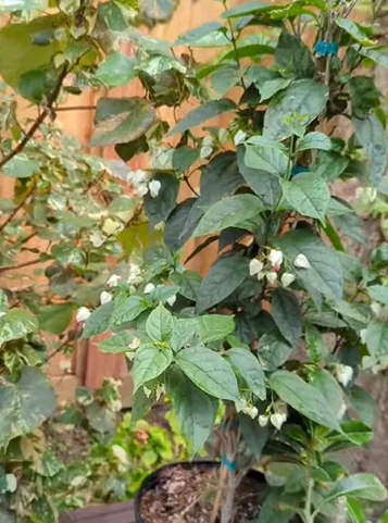 Planting bleeding heart – How to plant successfully